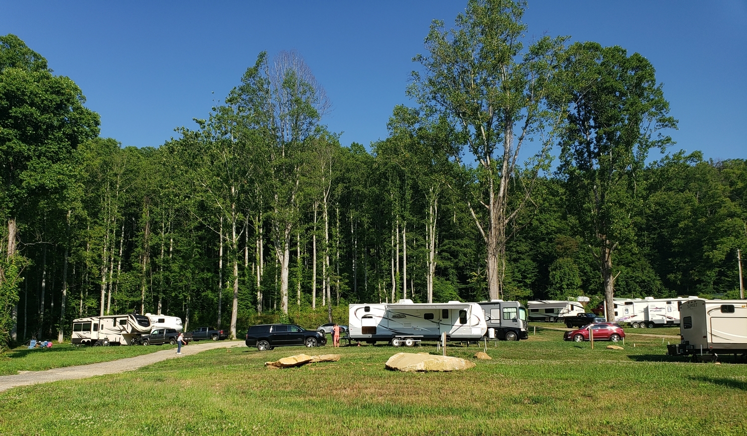 RVs parked among tall trees on a sunny day